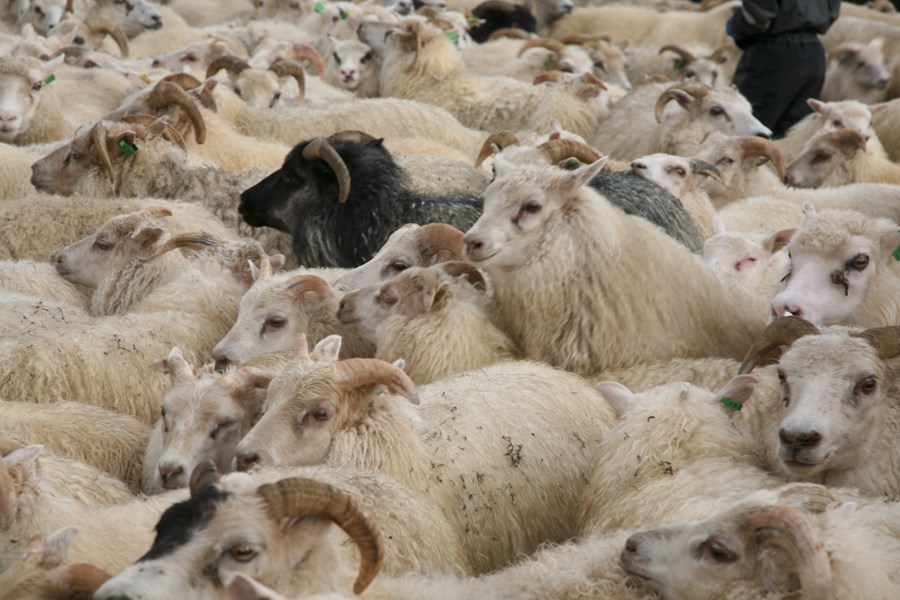 Samkeppniseftirlitið hafnar undanþágubeiðni Markaðsráðs kindakjöts