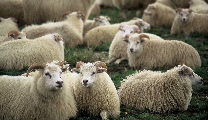 Skagafjörður öflugastur með 28.558 vetrarfóðraðar kindur