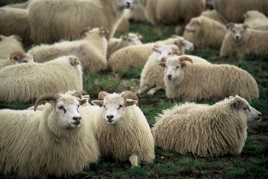 Skagafjörður öflugastur með 28.558 vetrarfóðraðar kindur