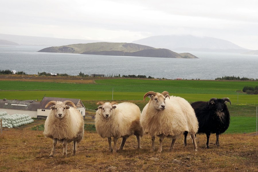 Fé í Þingvallasveit. Vönduð og skipuleg vinnubrögð við val ásetnings-lamba munu ávallt skila sér í betri og meiri afurðum á búinu.