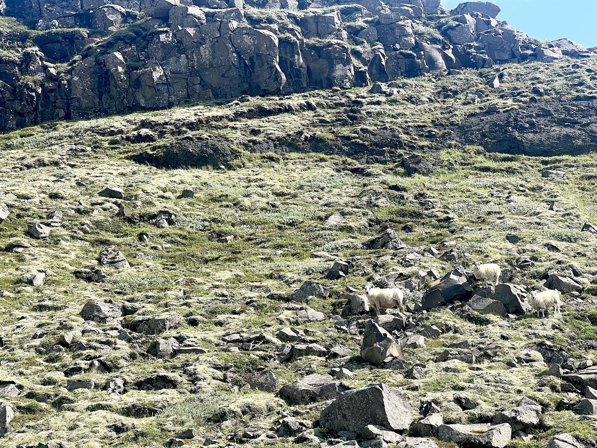 Aftaka íslenskra sauðfjárbænda með ráðuneytisúrskurði