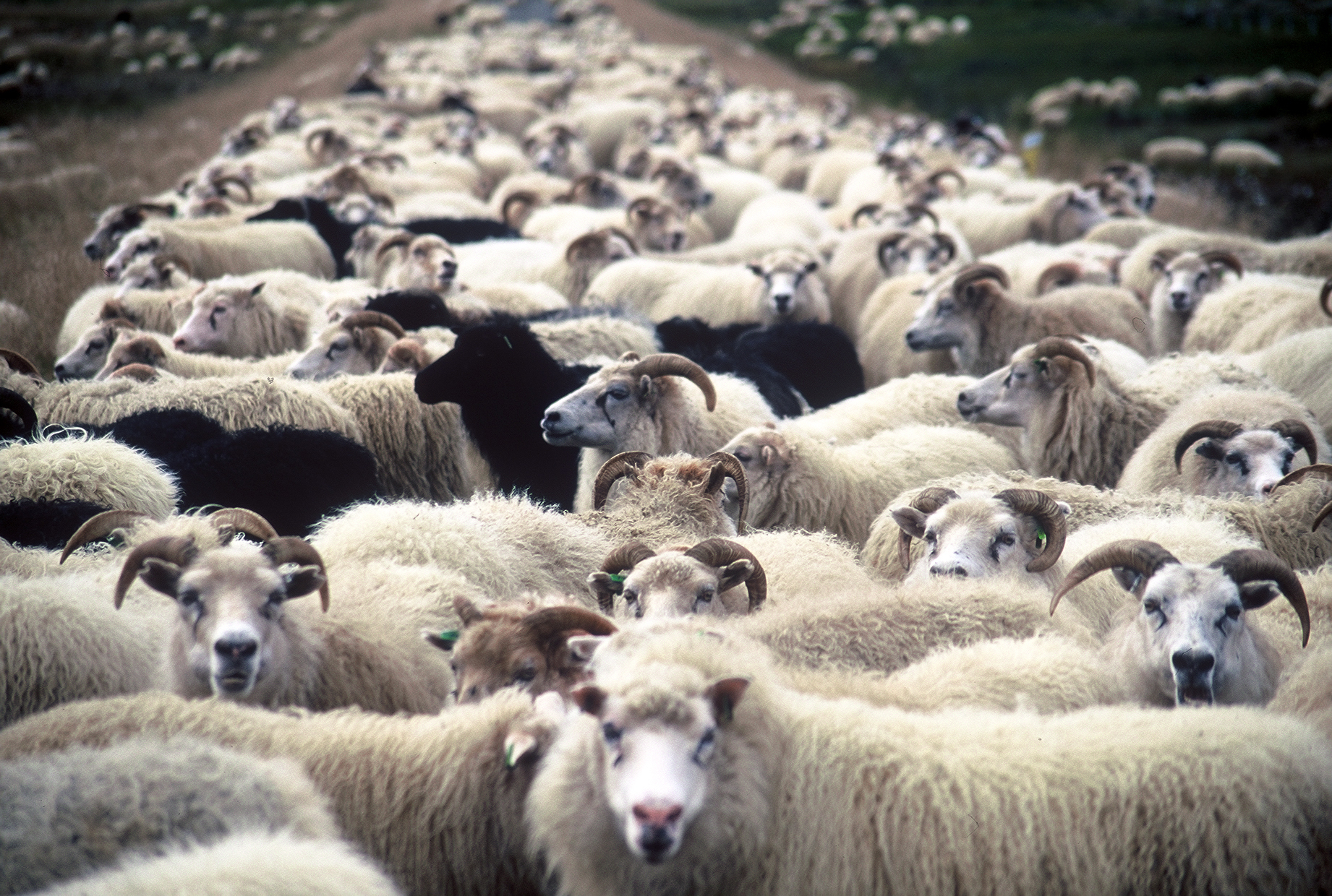 Sláturfélag Vopnfirðinga hækkar afurðaverð um 5,9 prósent