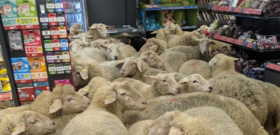 Fimmtíu kindur gerðu sér glaðan dag í þýskri verslun á dögunum og átu úr hillunum.