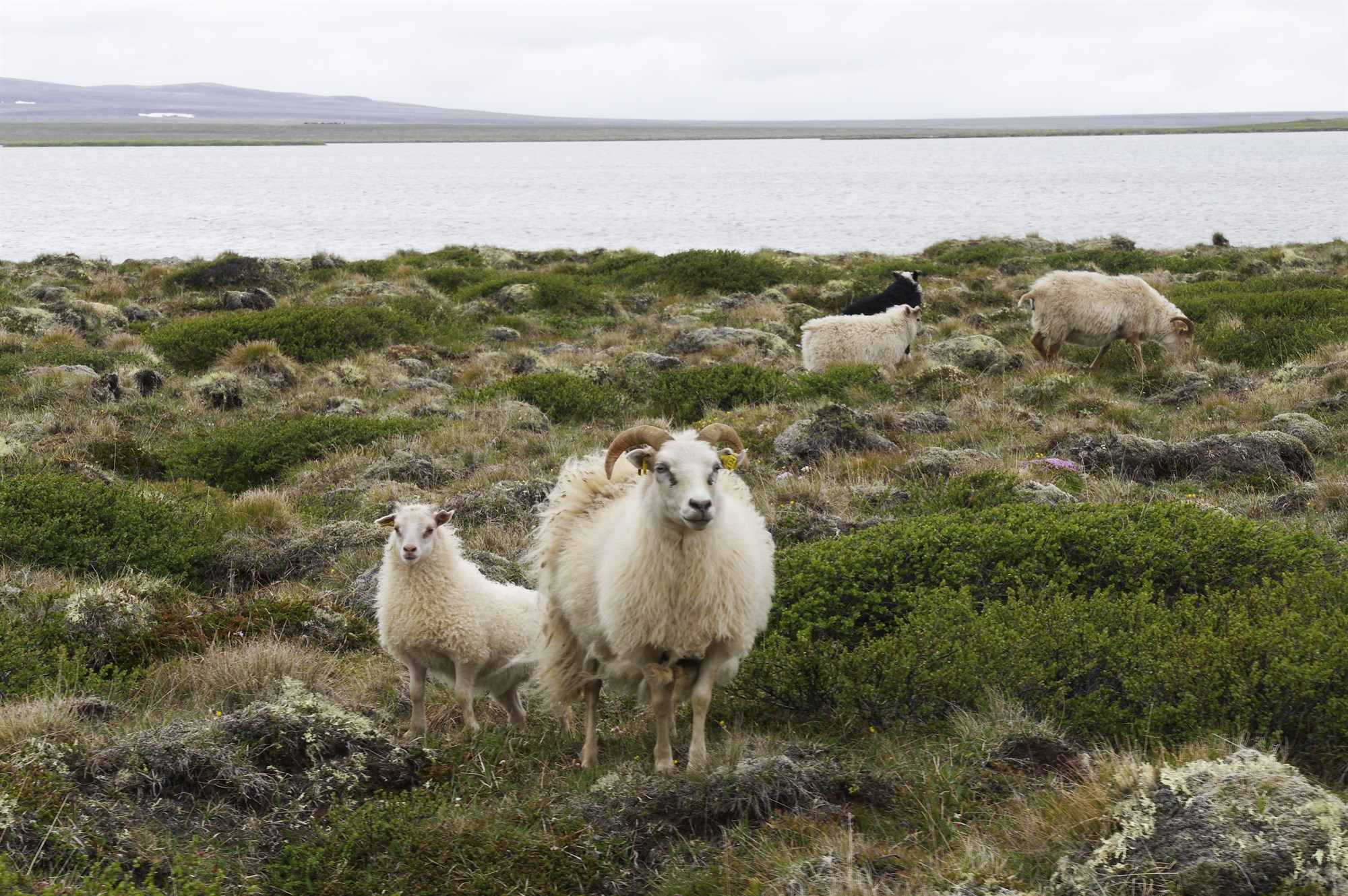 Afkoma sauðfjárbúa batnaði árið 2023
