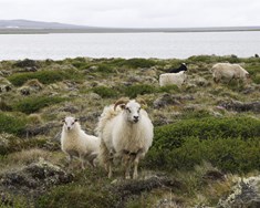 Grípum tækifærin í íslenskum landbúnaði