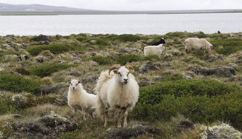 Tillaga um landbúnaðarstefnu á að liggja fyrir í lok mars 2021