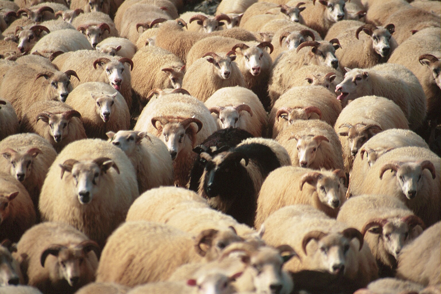 Efla þarf rannsóknir á erfðavísum sem veita þol gegn riðu í sauðfé