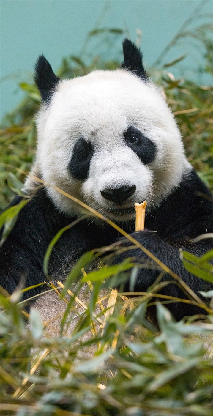 Kínverskur víkingur á Íslandi