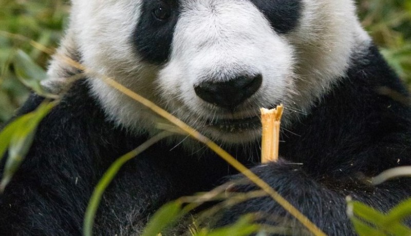 Kínverskur víkingur á Íslandi