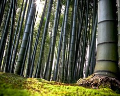 Bambus – planta fortíðar, nútíðar og framtíðarinnar