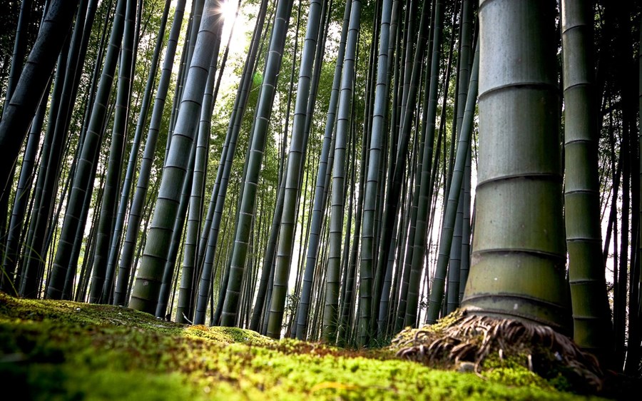 Bambus – planta fortíðar, nútíðar og framtíðarinnar