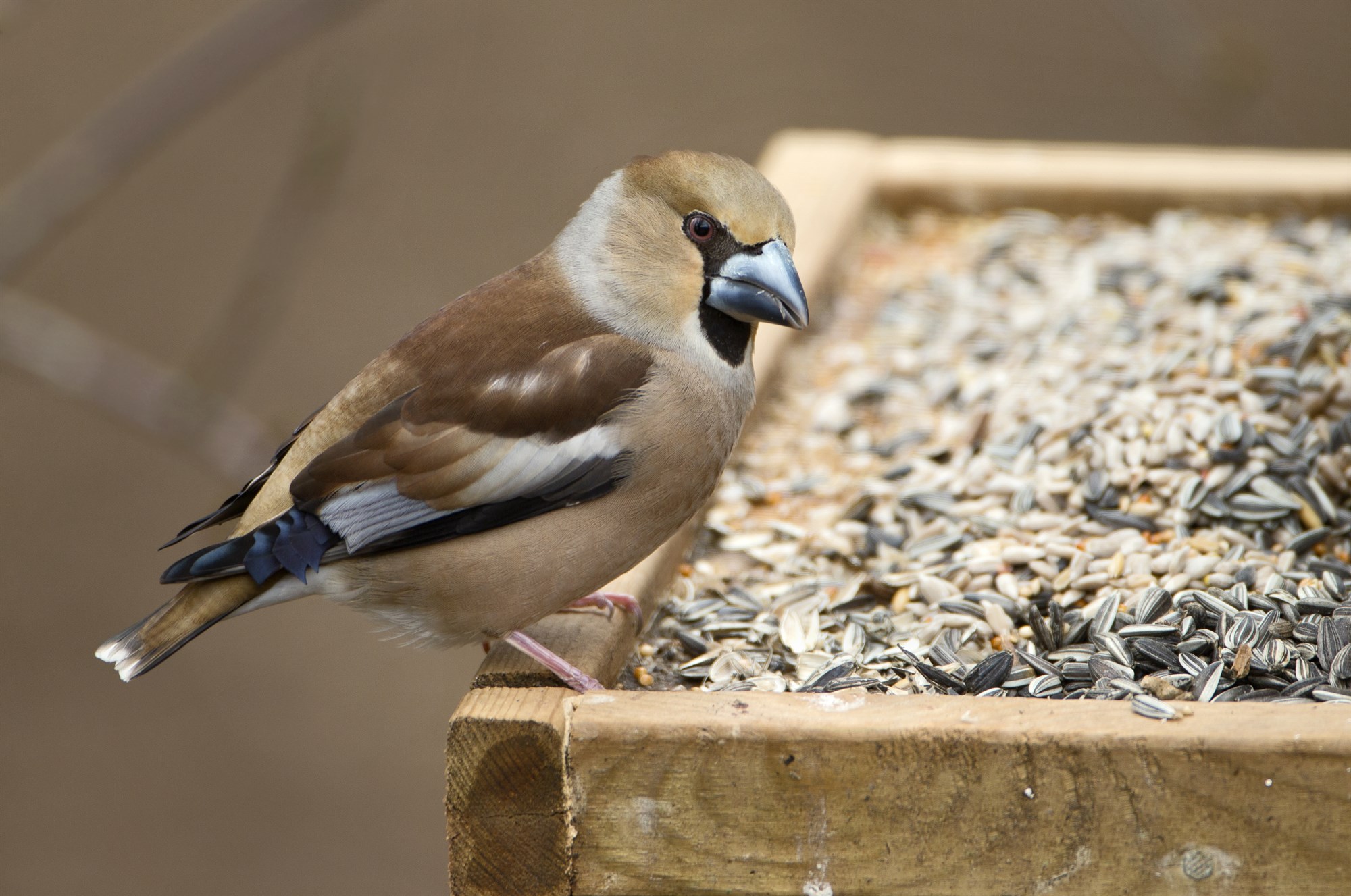 Flækingsfuglar, óvæntir gleðigjafar í garðinum