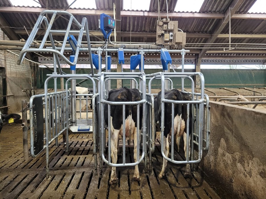 Kjarnfóðurbásar með lokunarbúnaði til þess að vernda lægra settar kýr. 