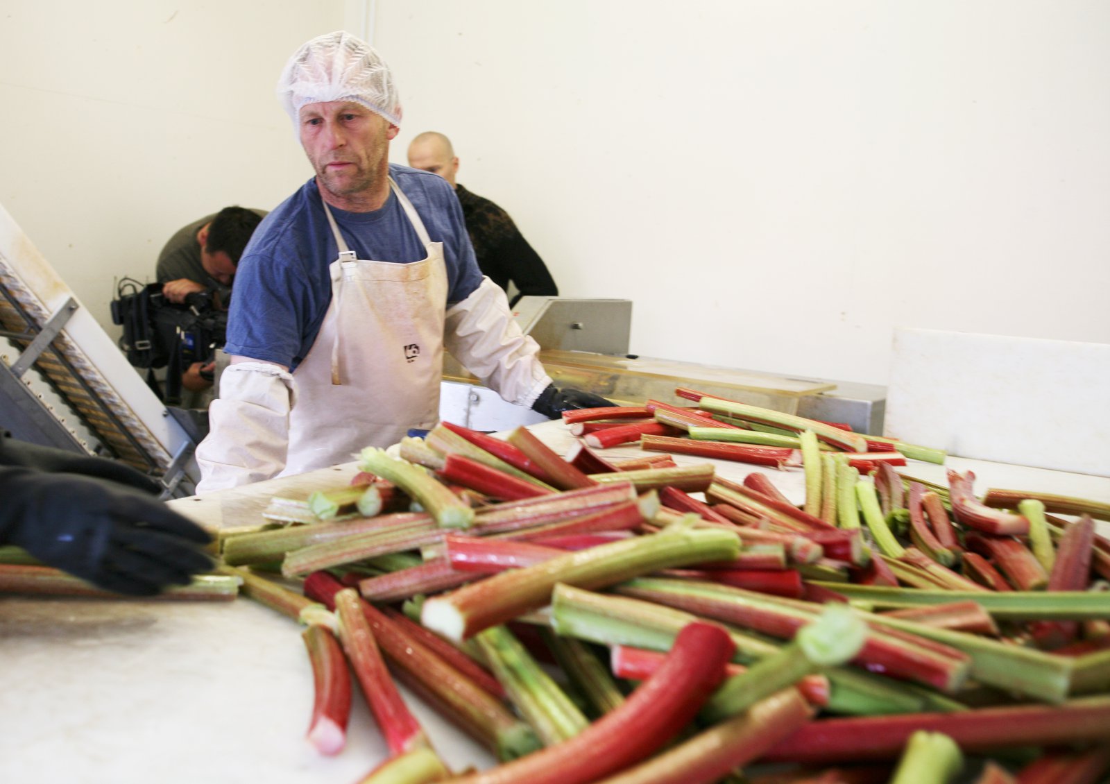 Níu tonn af rabarbara af tæpum hektara