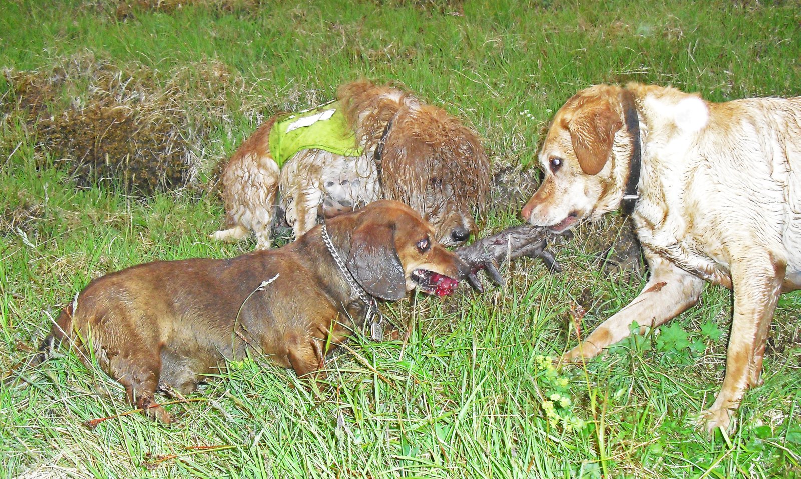Að vaða um allt á skítugum skónum
