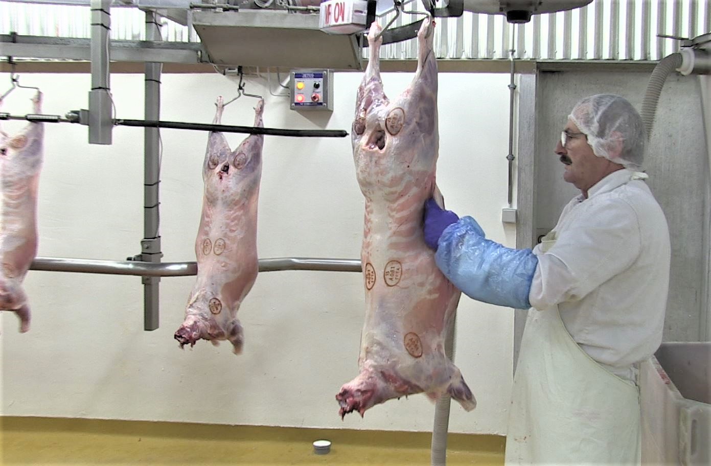 Engir slátrarar koma til SS frá Nýja-Sjálandi í ár