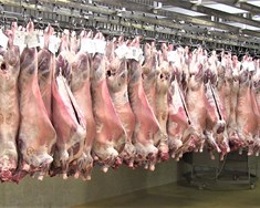 Rúmlega þriðjungur skrokkanna rangt flokkaðir