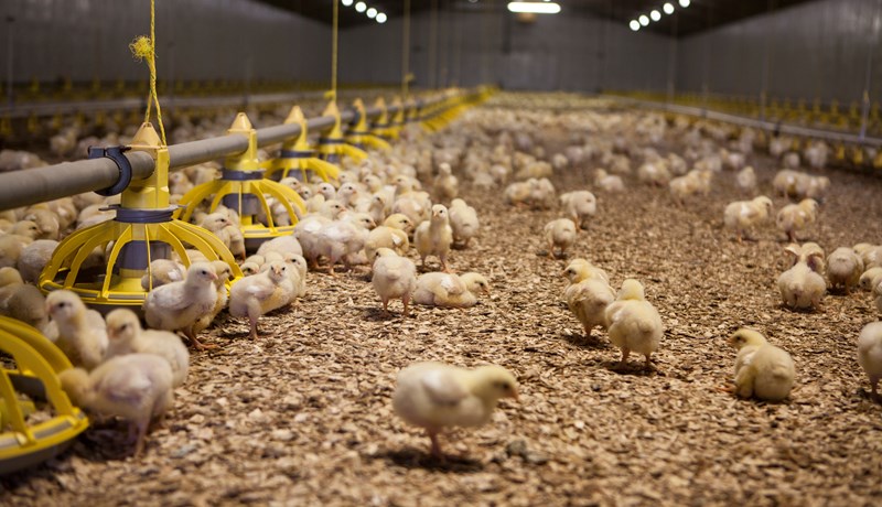 Áður óþekktur veirusjúkdómur herjar á íslenskt kjúklingabú