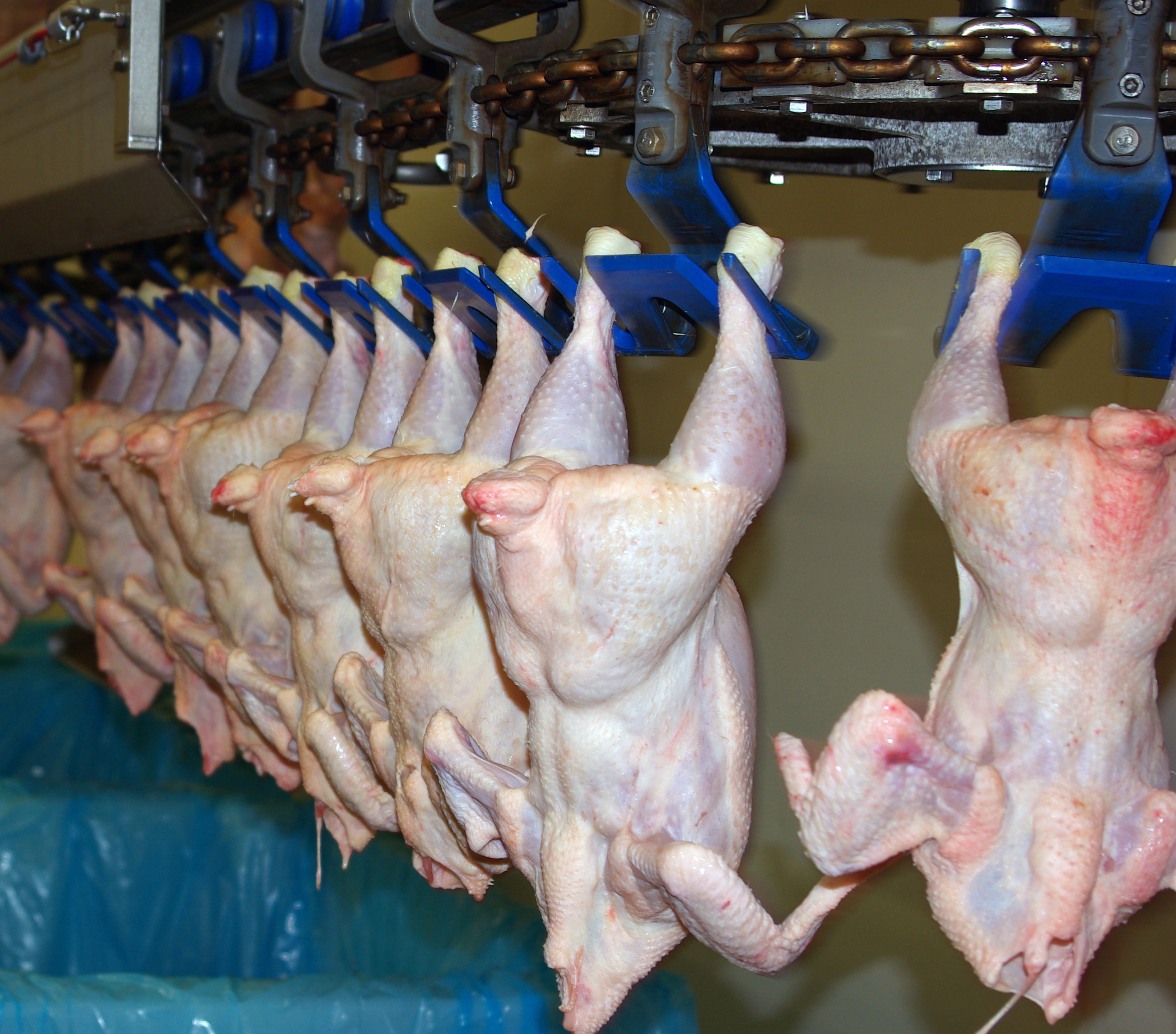 Vísindamenn vara við innflutningi á fersku kjöti og ógerilsneyddum ostum