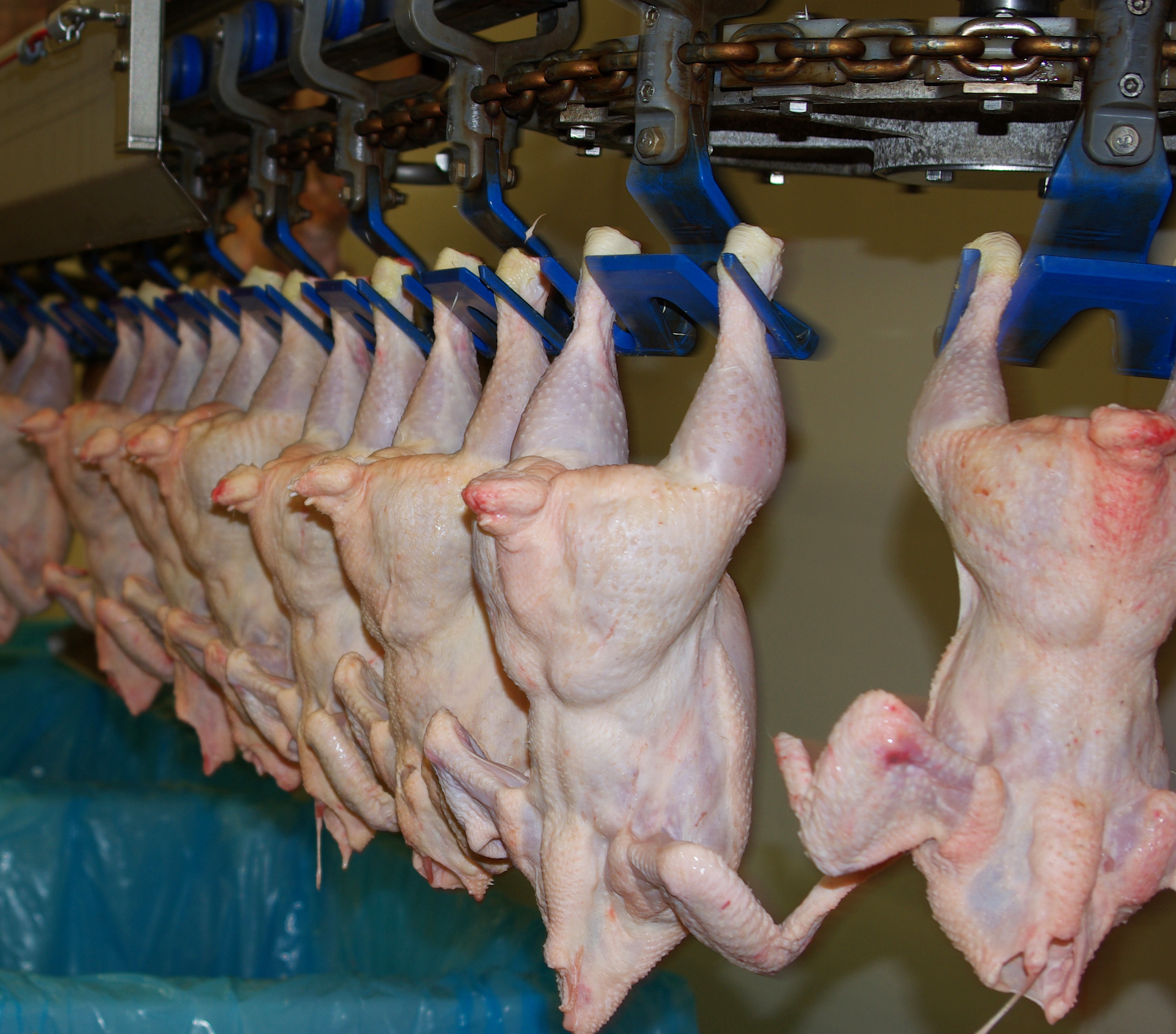 Heimilt að setja viðbótartryggingar vegna salmonellu