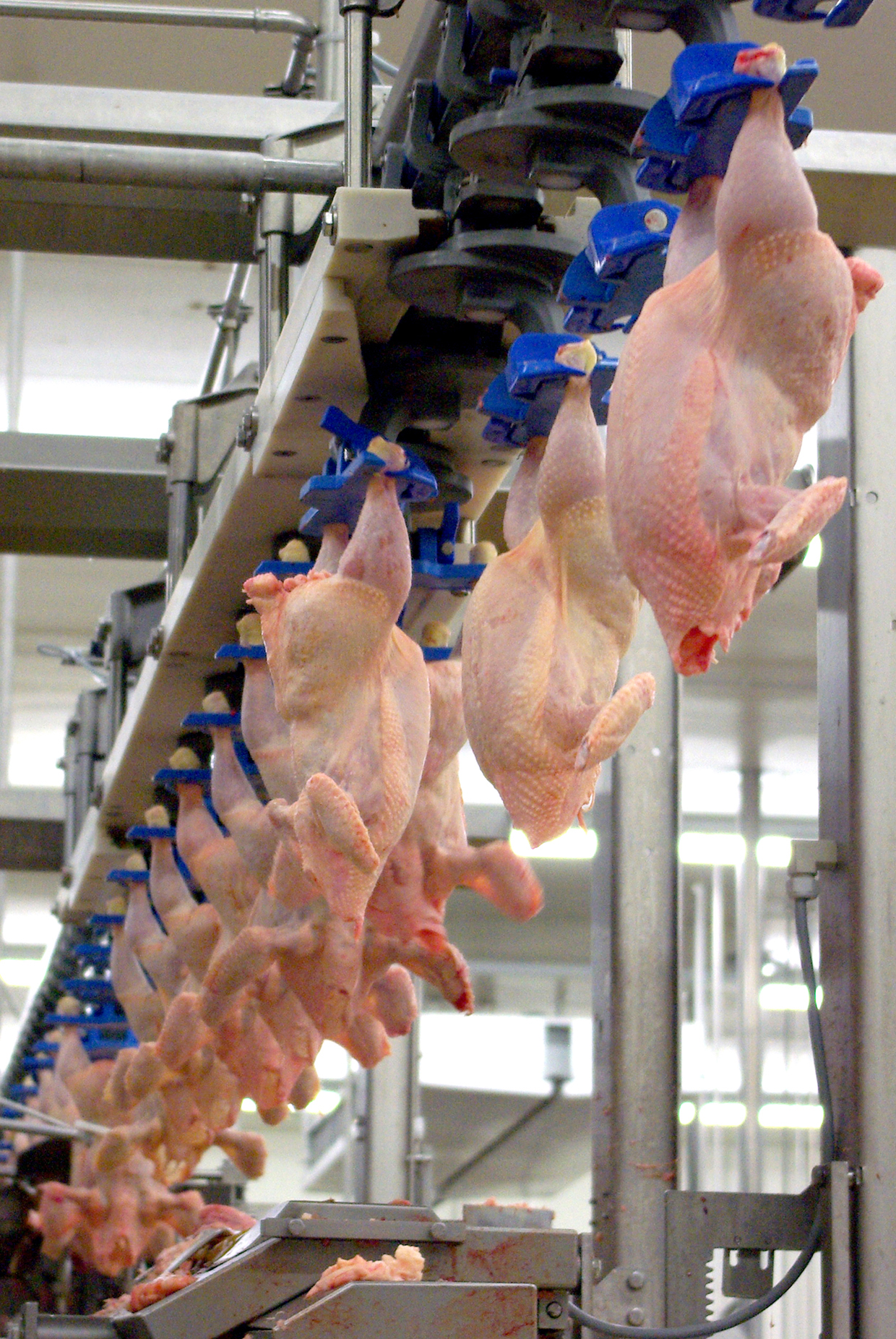 Mikil aukning á kamfílóbaktersýkingum í Danmörku rakin til kjúklingakjöts