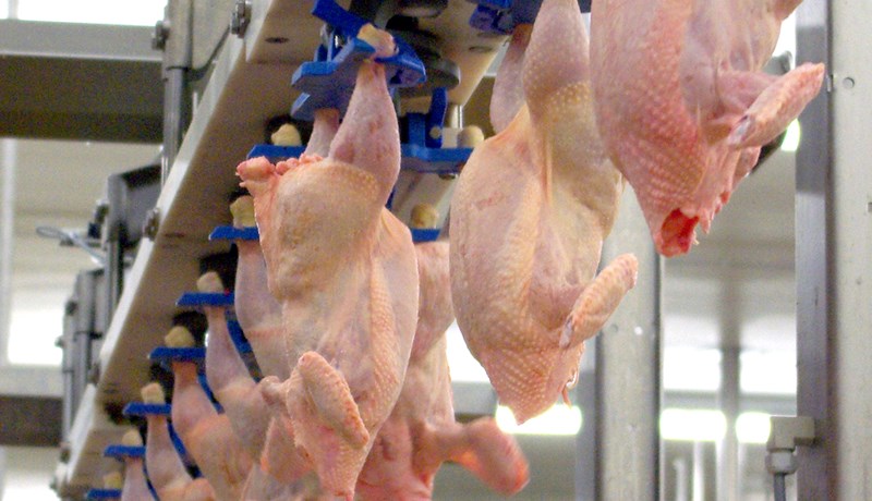 Mikil aukning á kamfílóbaktersýkingum í Danmörku rakin til kjúklingakjöts