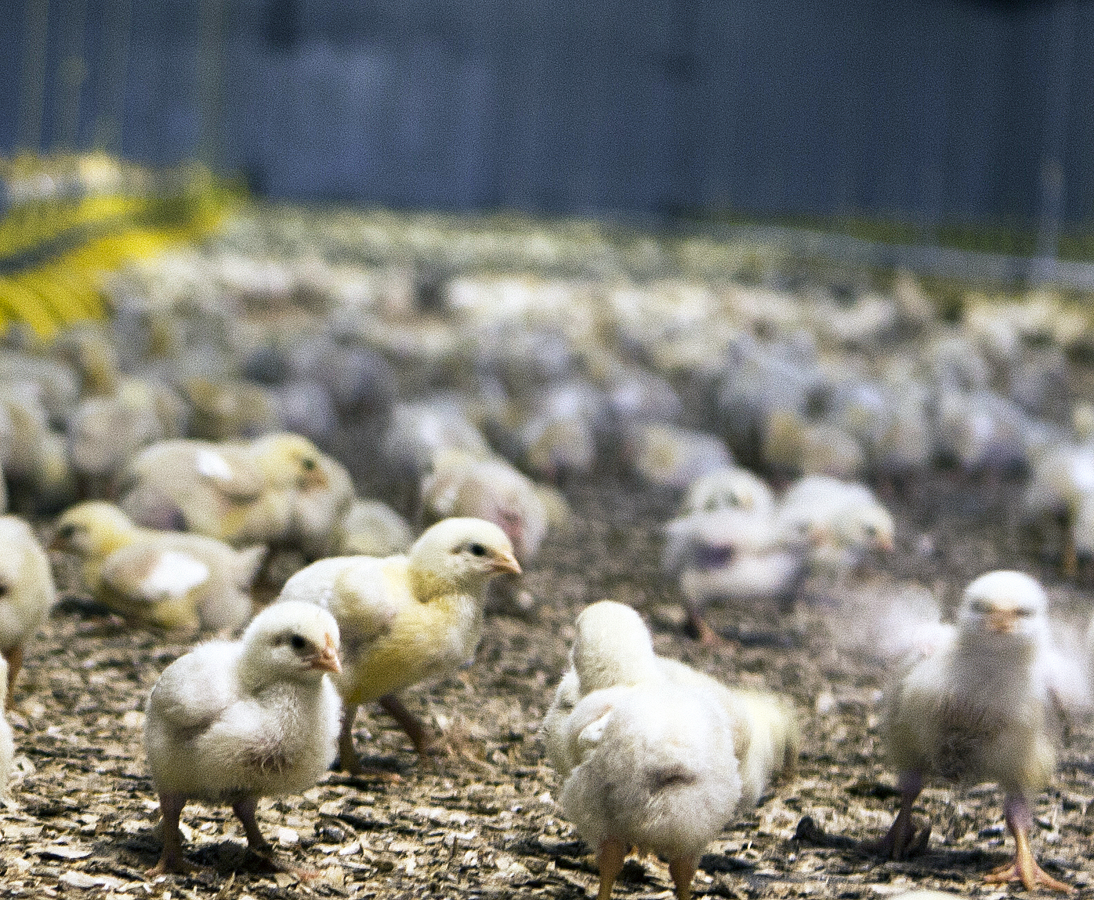 Mun mögulega skerða tekjur bænda um 0,5 til 16%