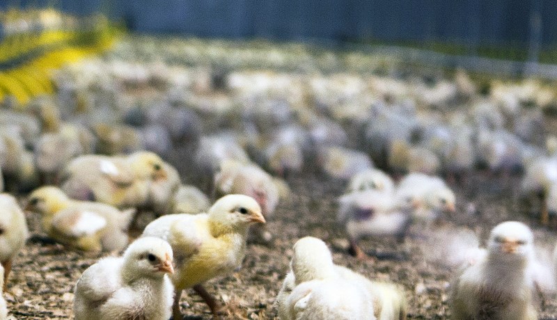 Mun mögulega skerða tekjur bænda um 0,5 til 16%