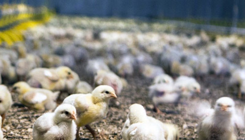 Reiðarslag og nær öruggt talið að margir þurfi að bregða búi