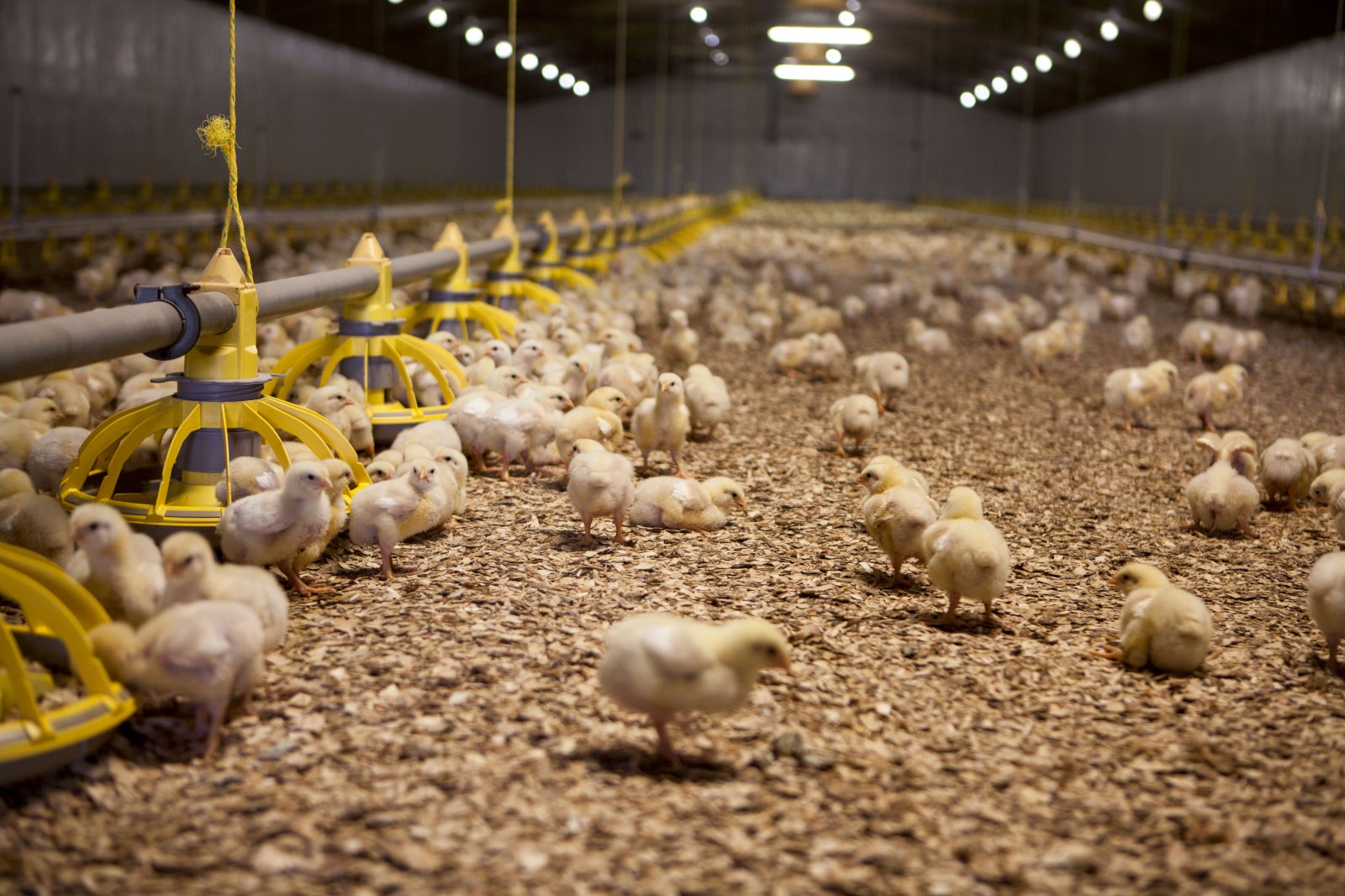 Sterk sta&#240;a &#237;slensks kj&#250;klinga- og sv&#237;nakj&#246;ts