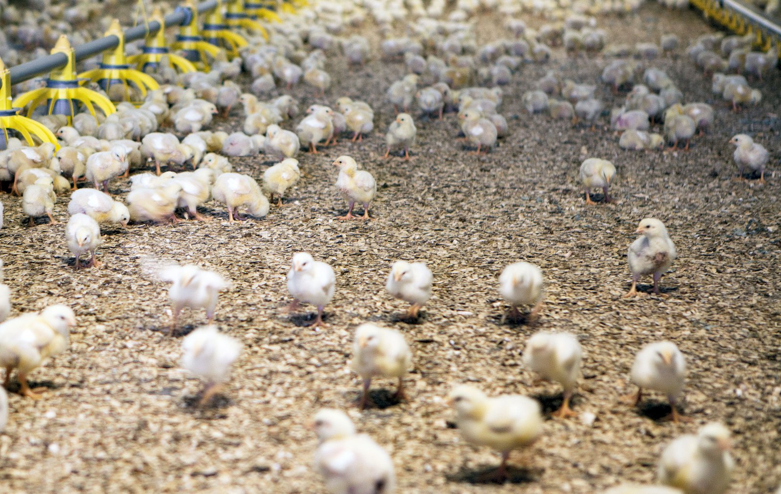 Grunur um salmonellusmit