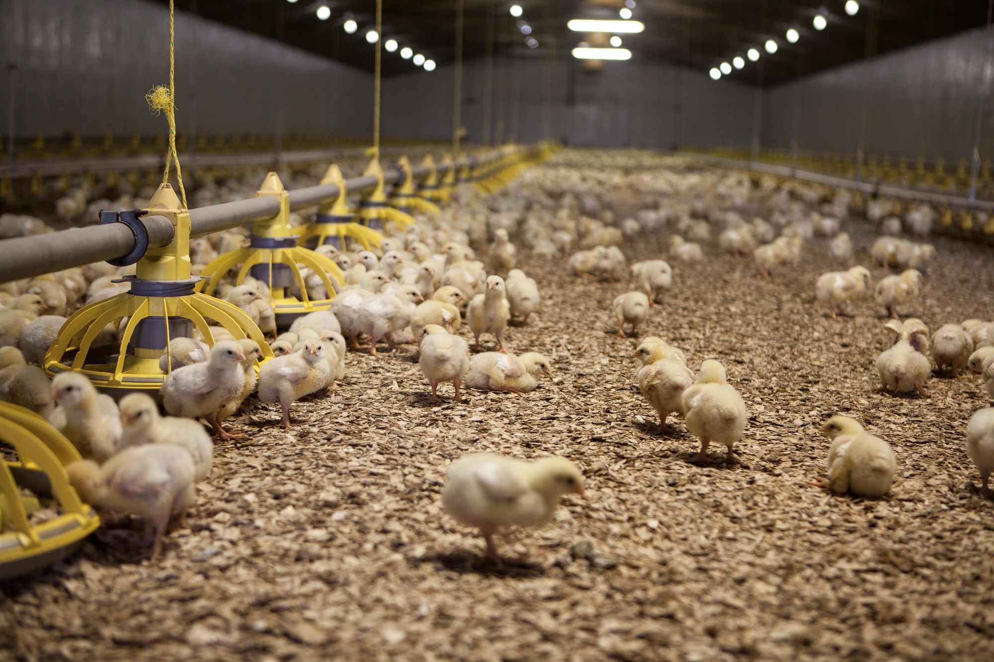 Alifuglakjötið hefur verið mest selda kjötafurðin á Íslandi frá árinu 2007