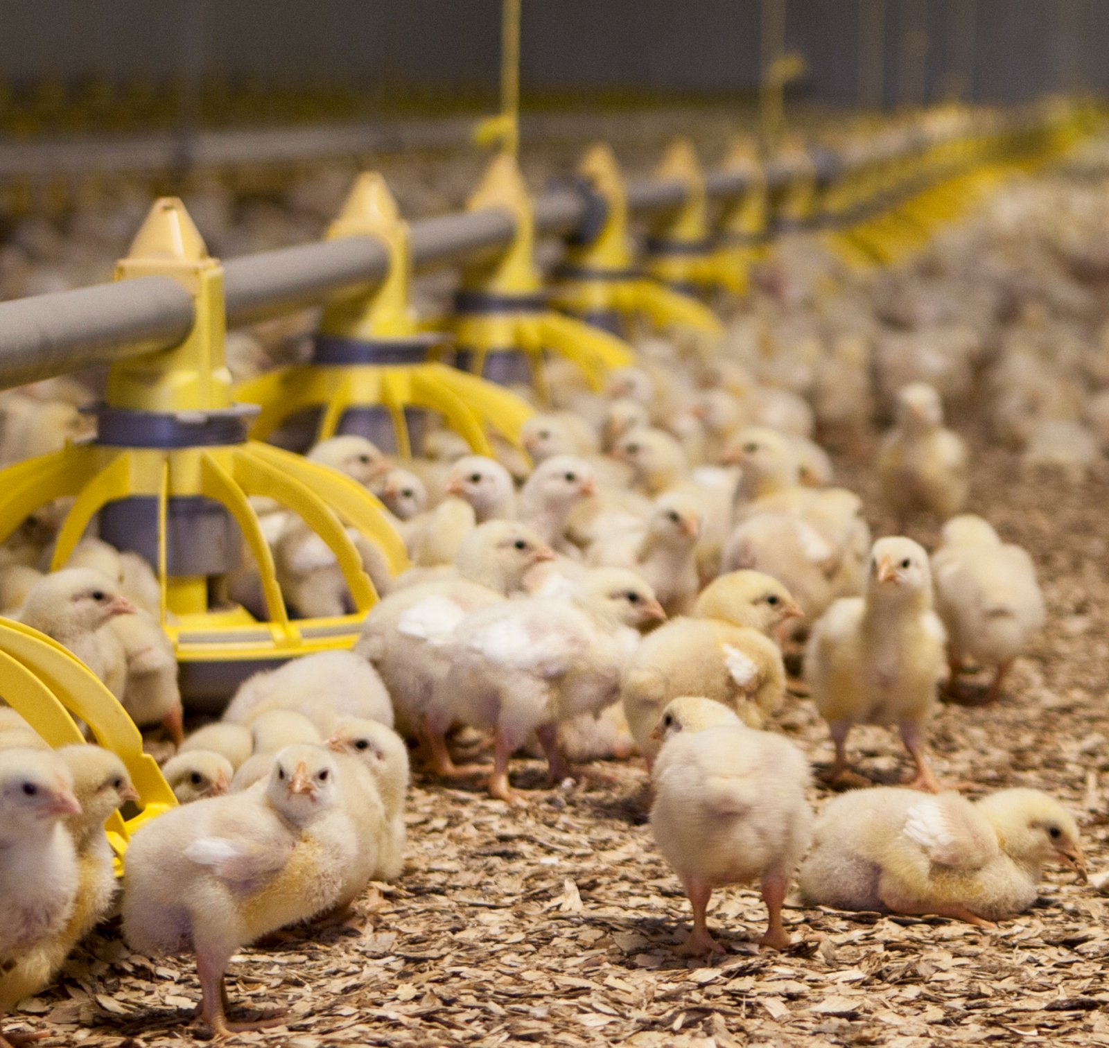 Mítlaeyðirinn fipronil fannst hvorki í íslenskum eggjum né kjúklingi