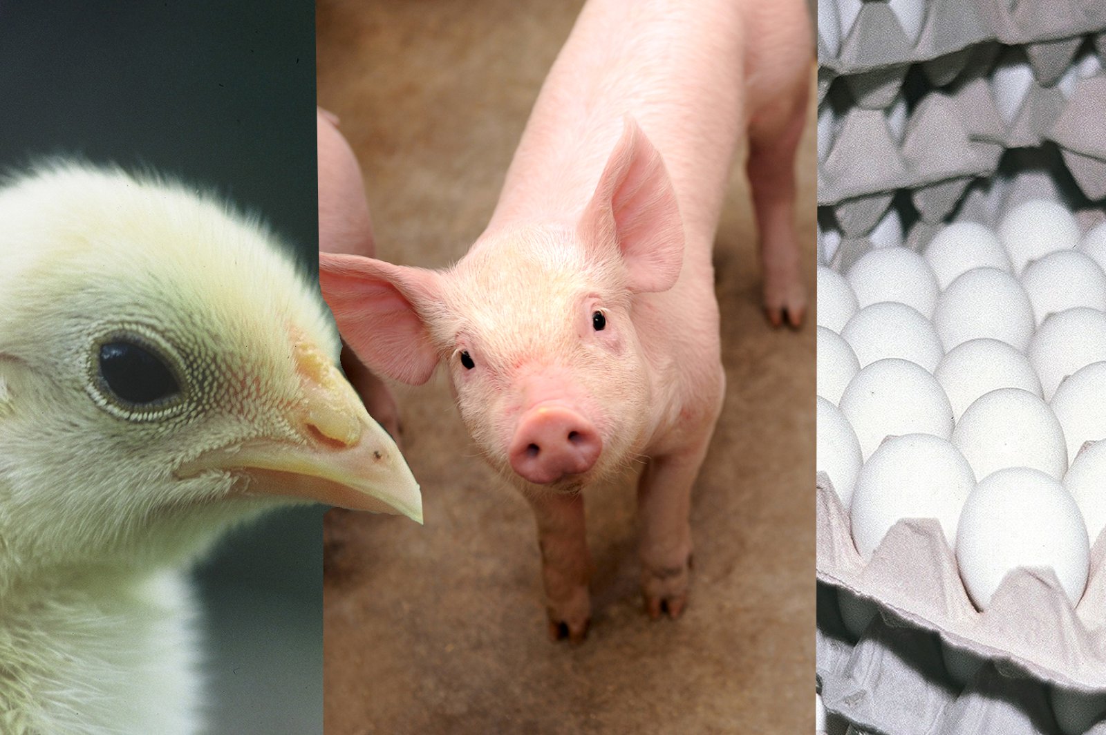 Svína-, eggja-, og kjúklingabændur hyggjast ráða sameiginlegan talsmann