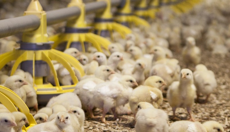 Töluverð framleiðsluaukning í alifugla- og nautgripakjöti