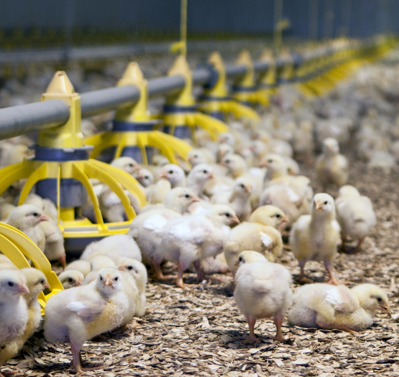 Mítlaeyðirinn fipronil fannst hvorki í íslenskum eggjum né kjúklingi