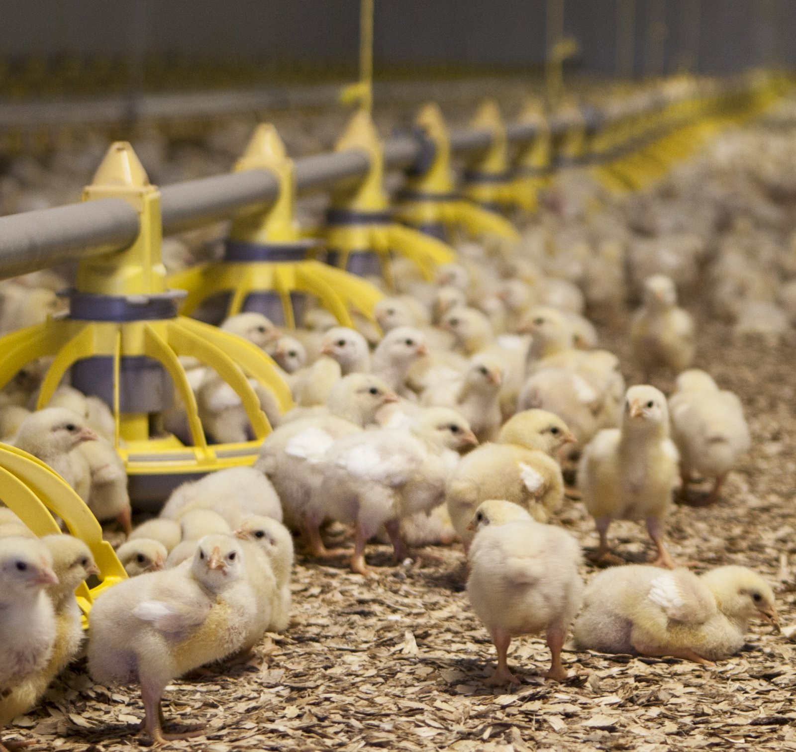 Ekki bólar á nýjum reglugerðardrögum um velferð alifugla