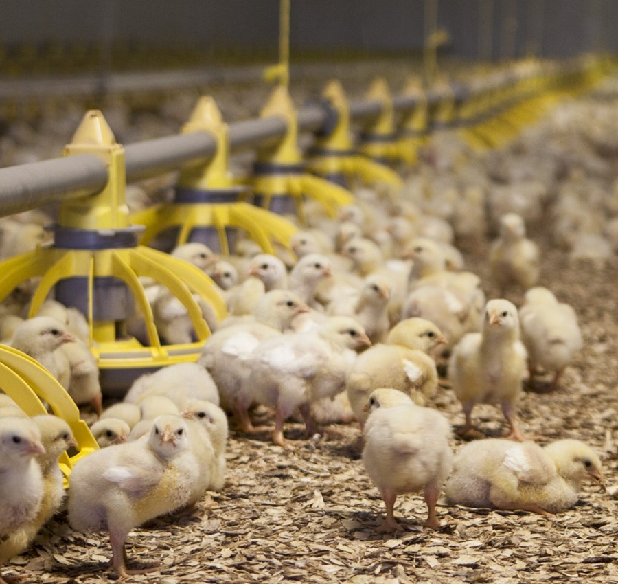 Ekki bólar á nýjum reglugerðardrögum um velferð alifugla