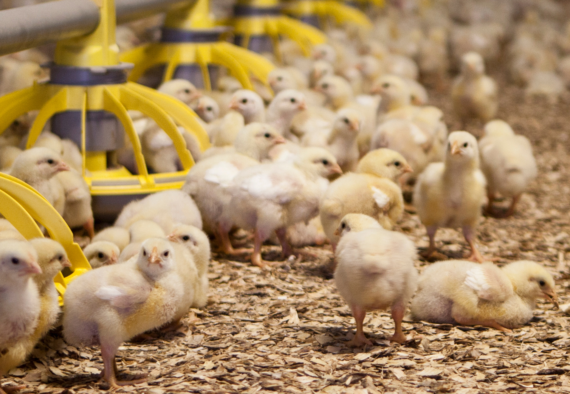 MAST óskar eftir opinberri rannsókn á innflutningi frjóeggja