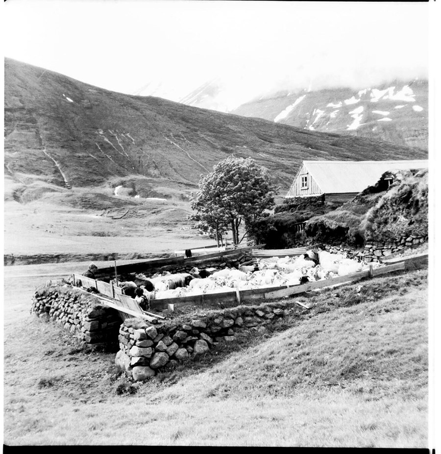 Um 100 ára gömul mynd af Klængshólsrétt, inni í Skíðadal.