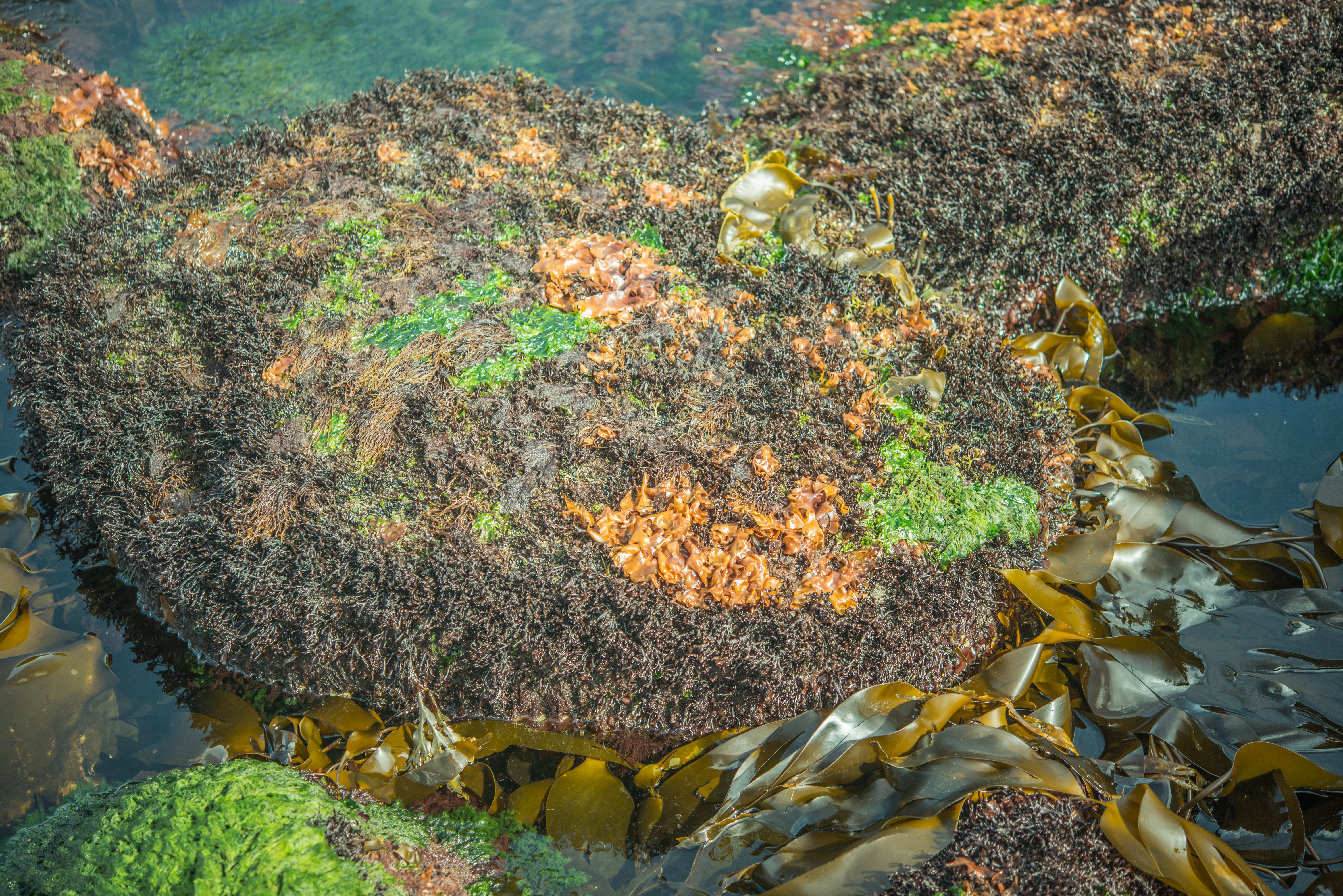Klóblaðka er nýuppgötvaður rauðþörungur við Ísland