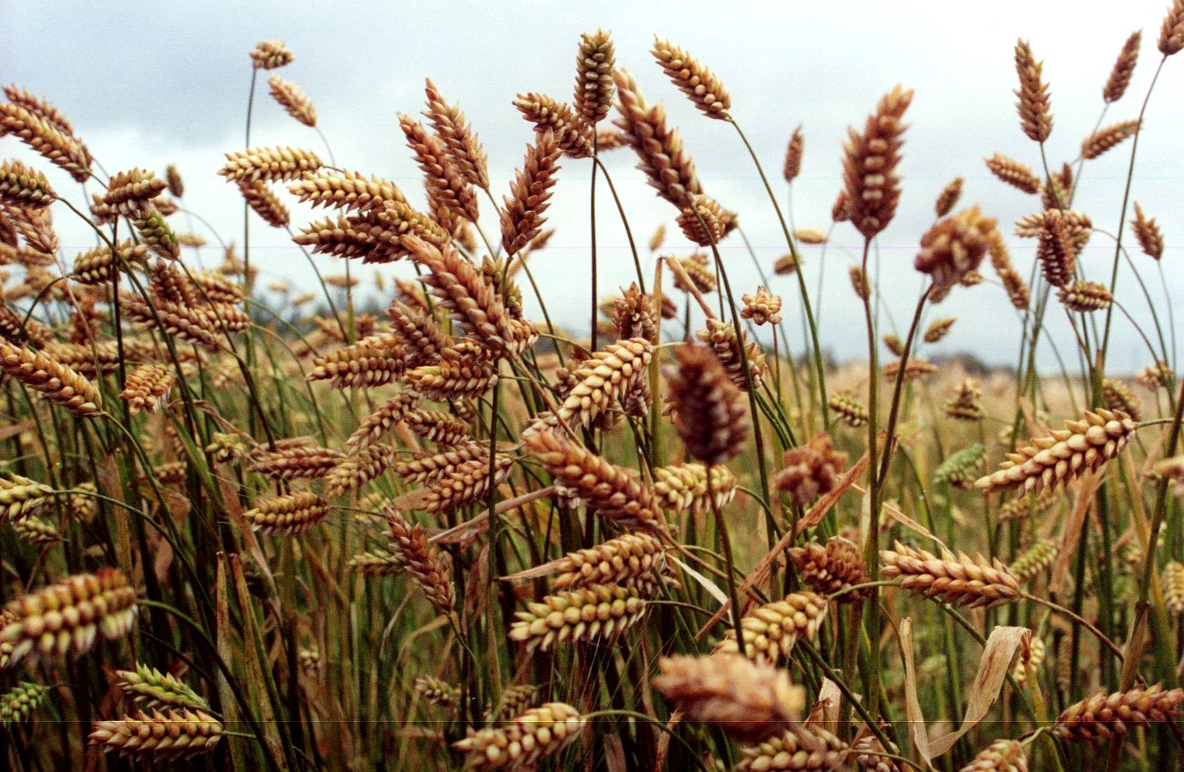 Kredda eða vísindi – hvort skal ráða för?