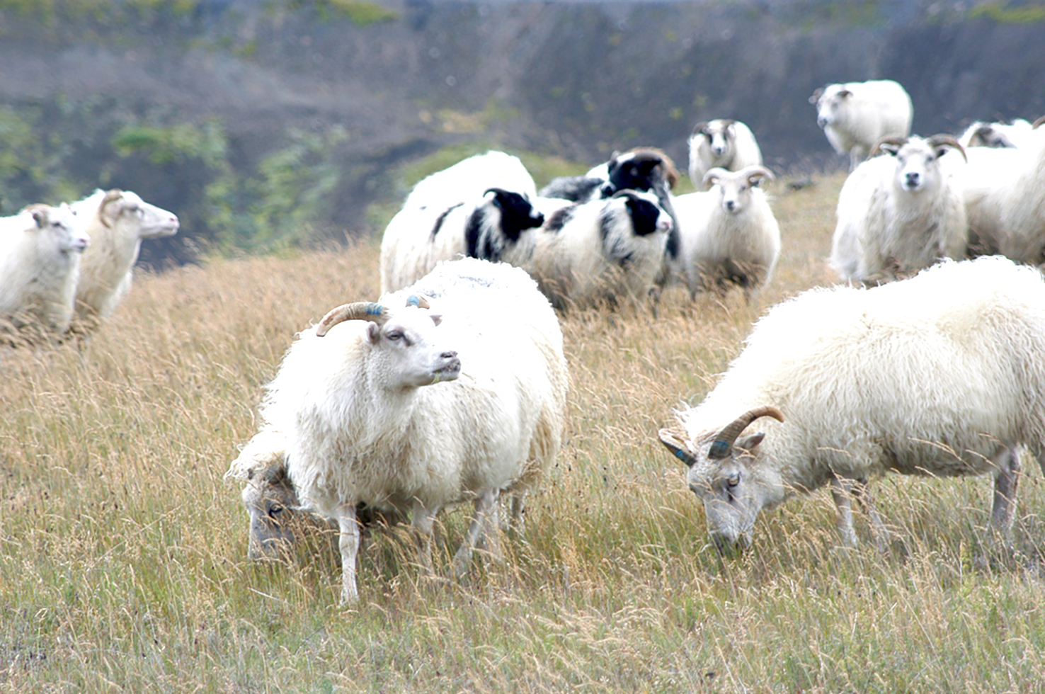 Engar breytingar í sumar á reglum um útrýmingu
