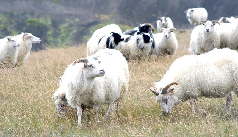 Engar breytingar í sumar á reglum um útrýmingu