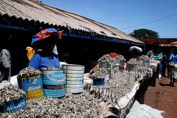 Kolmunninn er með mest veiddu fisktegundum í heimi