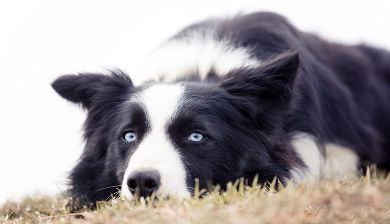 Elísabet Gunnarsdóttir og Panda frá Daðastöðum sigruðu í A-flokki