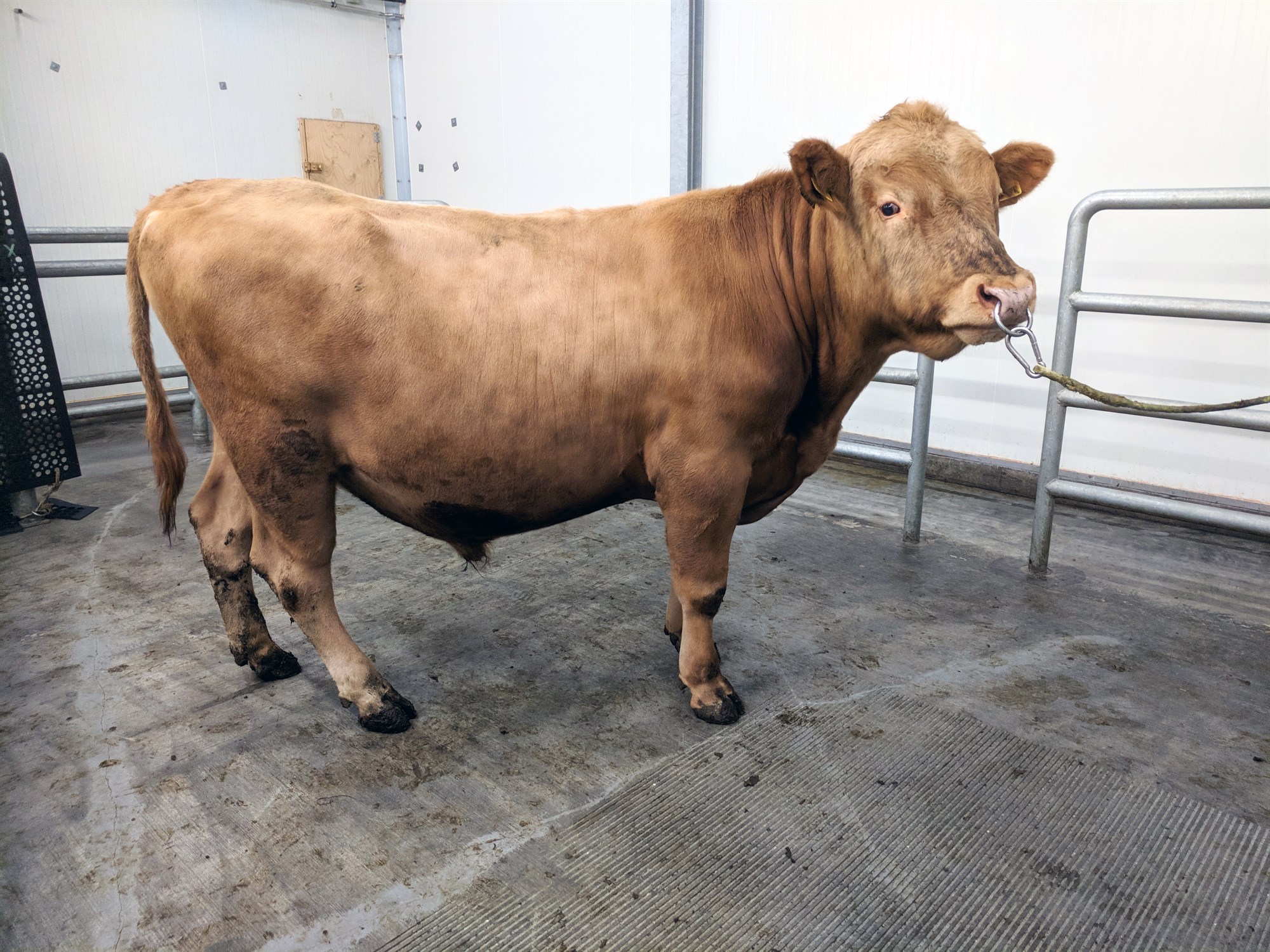 Fyrstu nautin fædd 2017 komin í framhaldsnotkun