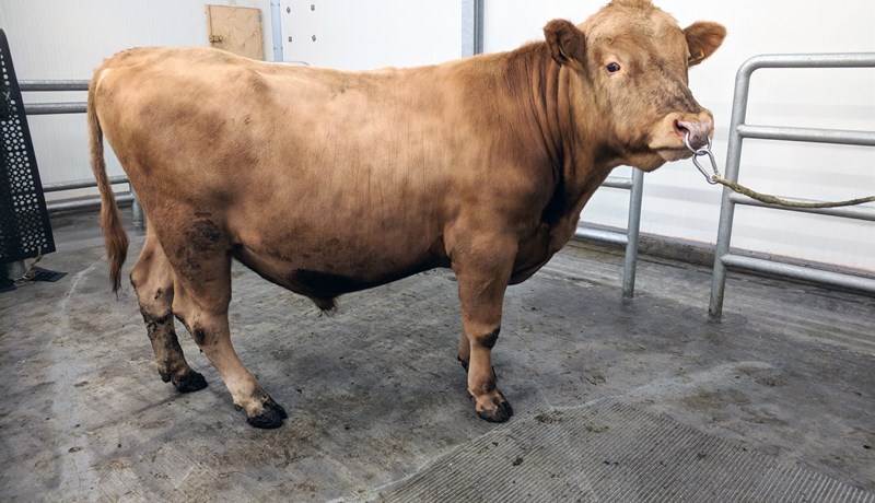 Fyrstu nautin fædd 2017 komin í framhaldsnotkun