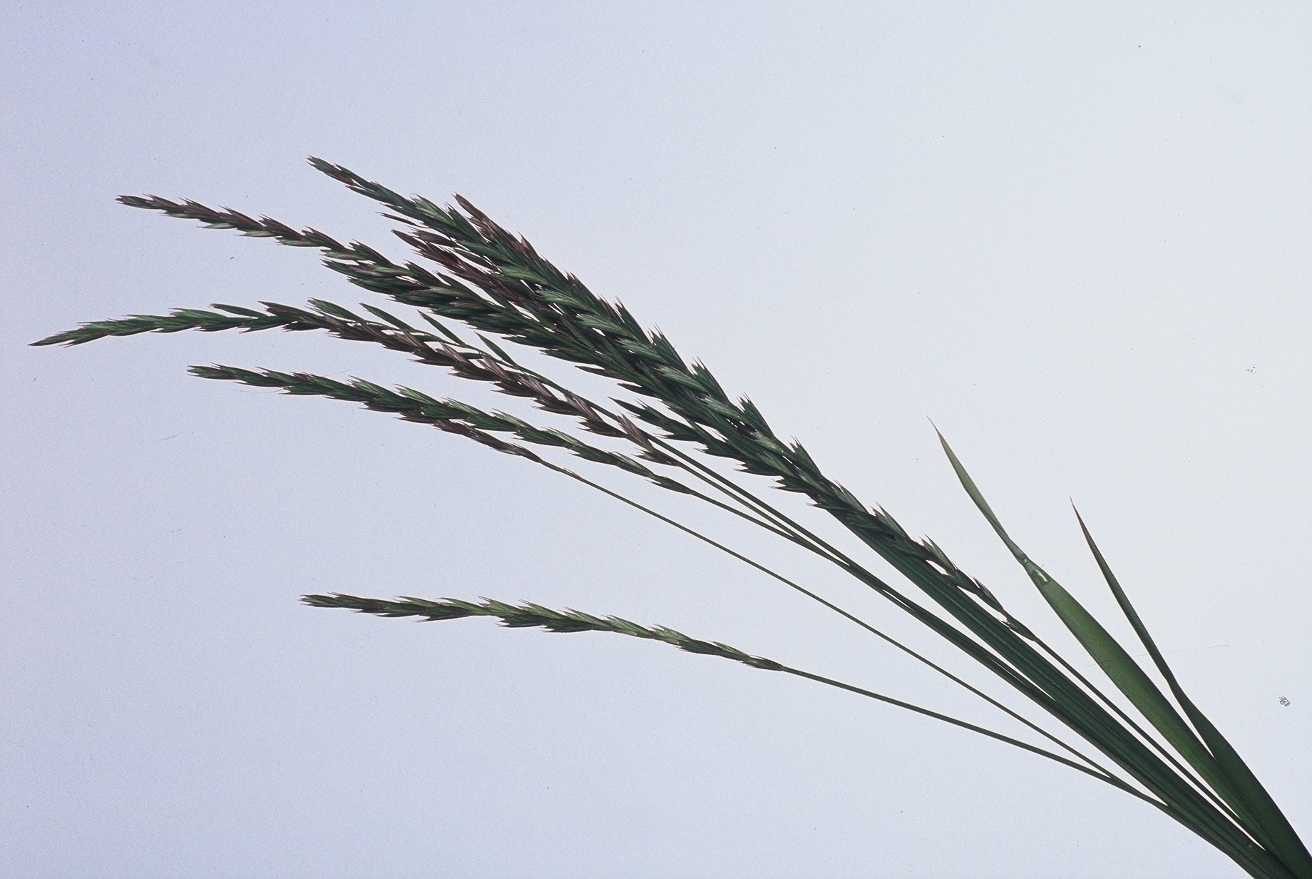 Námskeið um lífrænan búskap