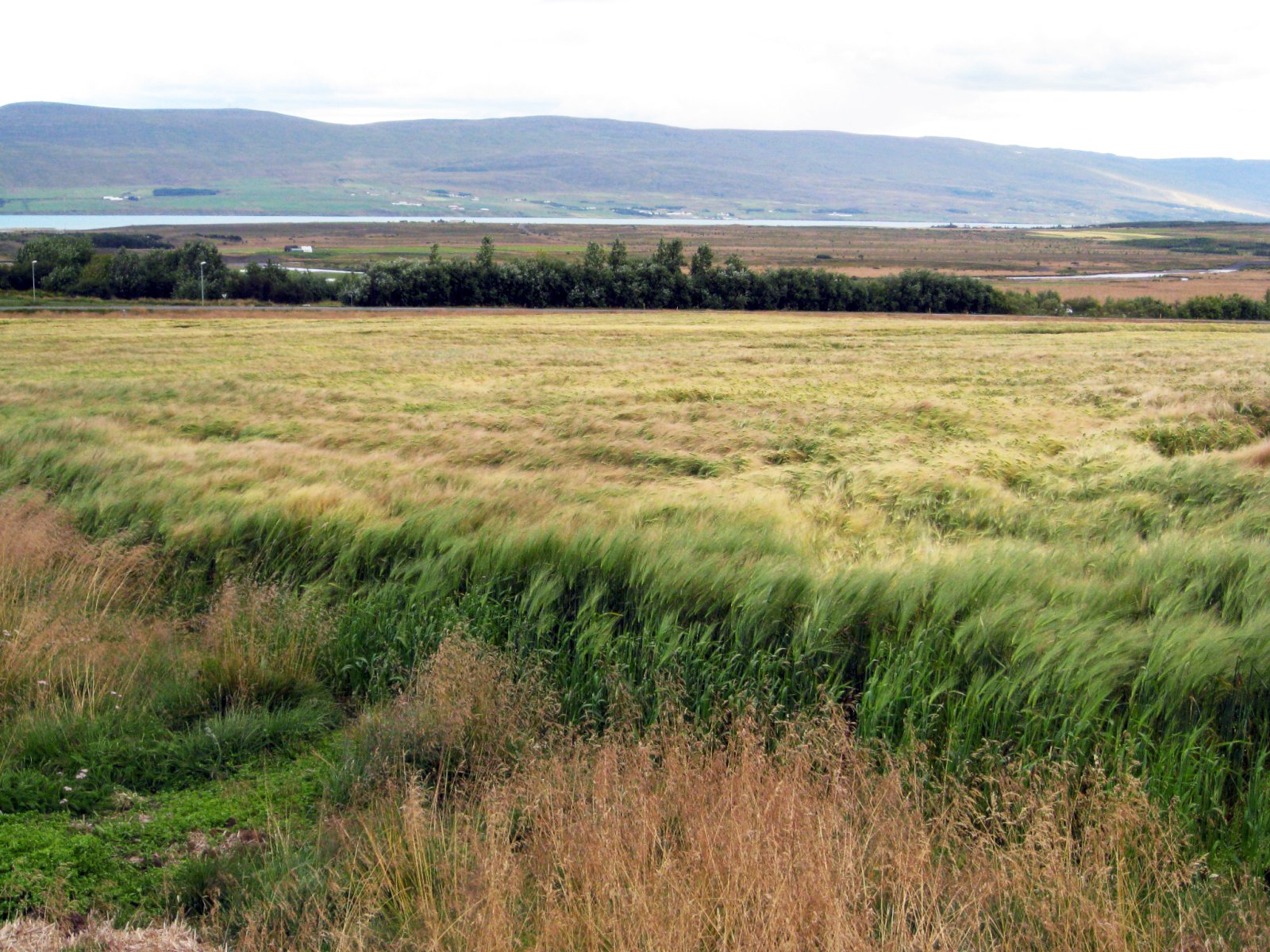 Útlit fyrir þokkalega korn­uppskeru norðan heiða